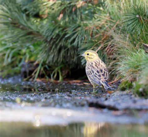 160+ Yellowhammer Female Stock Photos, Pictures & Royalty-Free Images ...