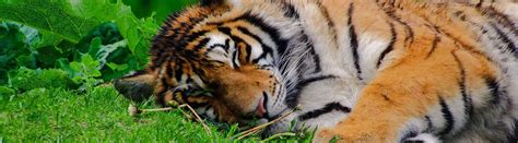 22 Fantastic Tiger Facts for Big Cat Lovers