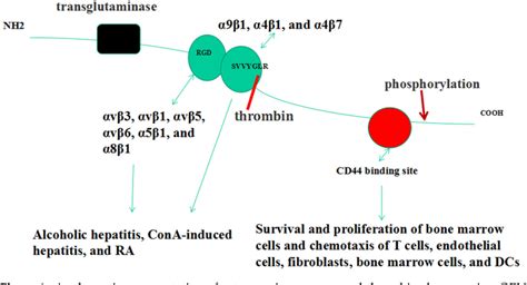 Figure From The Role And Clinical Relevance Of Osteopontin In