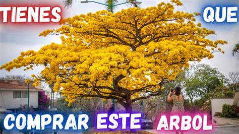 Tienes Que Conocer Este MARAVILLOSO Arbol Se Hizo Famoso En Mi