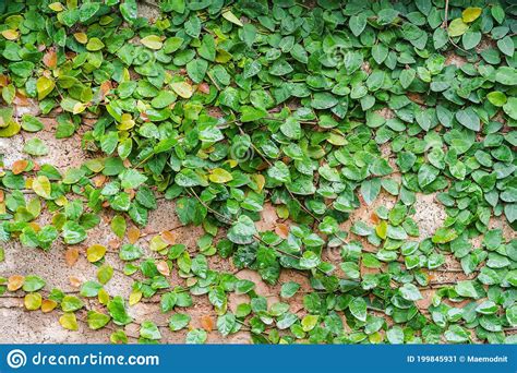 Background And Texture Of Creeping Fig Climbing Fig Or Ficus Pumila