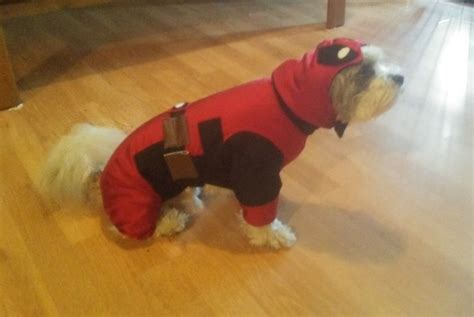 Deadpool Deadpool Dog Costume Halloween Dog Costume - Etsy UK