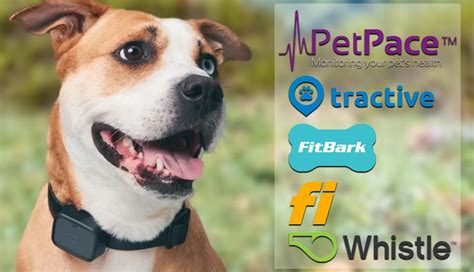 5 Best GPS Collars for Dogs | PetMojo