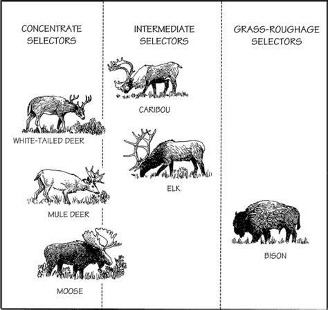 2. Morphophysiological feeding types among ruminant ungulates from ...