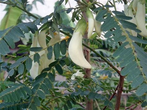 Sesbania Grandiflora Baby Boots Vegetable Hummingbird Etsy