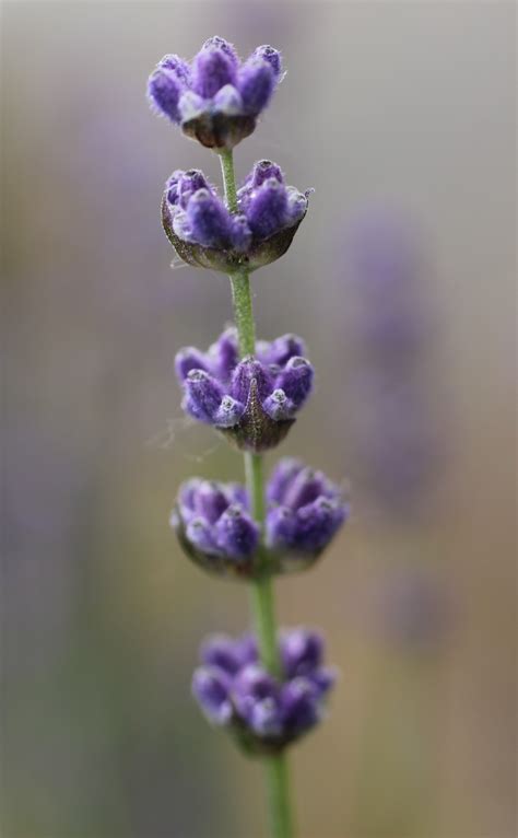 Echter Lavendel Lavandula Angustifolia Mill Bienenroute