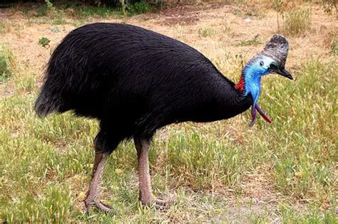 Southern Cassowary Facts | Anatomy, Diet, Habitat, Behavior - Animals Time