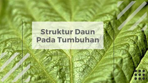 Bagian Bagian Daun Pengertian Struktur Fungsi Dan Gambarnya - Riset