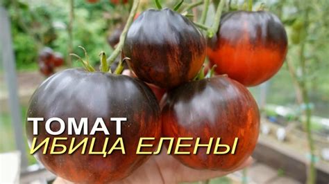 Томат ИБИЦА ЕЛЕНЫ. Обзор сортов ТОМАТОВ! - YouTube