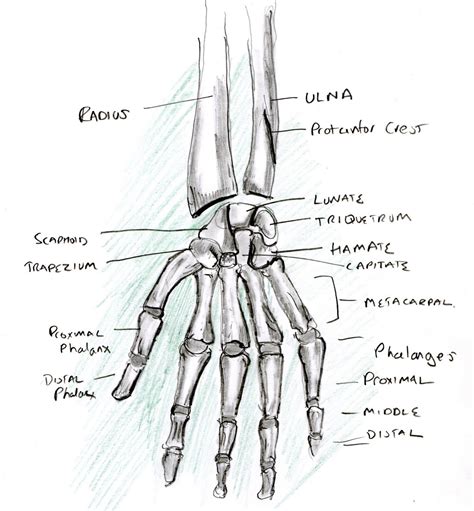 List 98 Pictures How To Do The Skeleton Hand Sharp