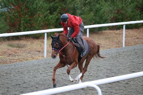 スリーパーダ ファイナルsで10着 少数精鋭で重賞制覇をめざす