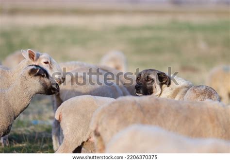 Anatolian Shepherd Dog Protecting Sheep Flock Stock Photo 2206370375 ...