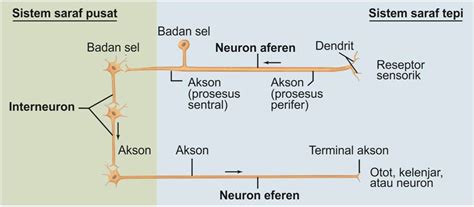 Bagian Bagian Neuron Dan Pengelompokan Jaringan Saraf Rpp 1 Lembar