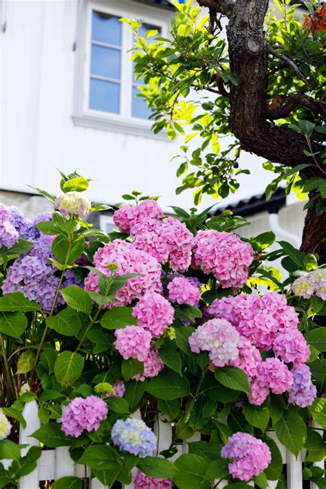 Los Cuidados de la Hortensia en Maceta y en Jardín Mundo Jardín