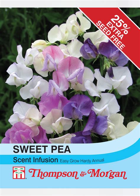 Sweet Pea Scent Infusion Seeds Dobbies Garden Centres