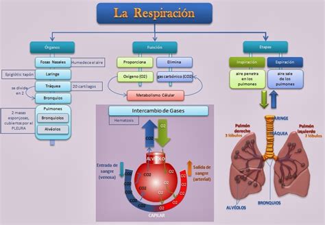 Mapa Conceptual Sistema Respiratorio Sistema Respiratorio Las Porn