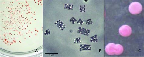 A Haloferax Volcanii Colonies B Haloquadratum Walsbii Cells