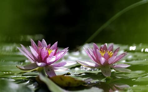 Water Lily Desktop Wallpaper Wallpapersafari