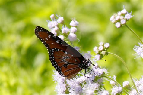 Butterfly, Fly Away IV by MDC-Photography on DeviantArt