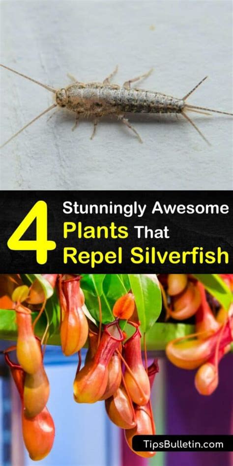 Plants that Deter Silverfish - Natural Silverfish Repellents