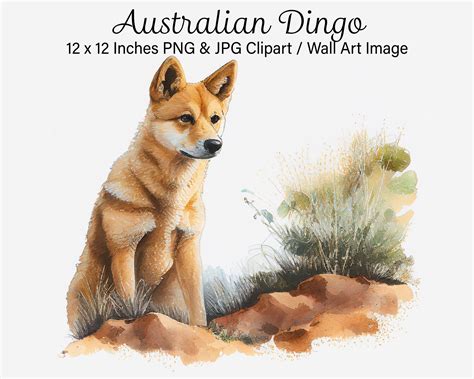 Dingo Dog Dingo Transparent Background PNG Clipart, 53% OFF