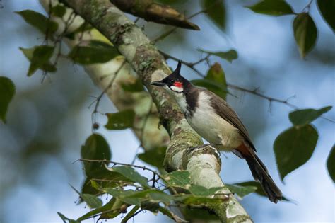 Red Whiskered Bulbul