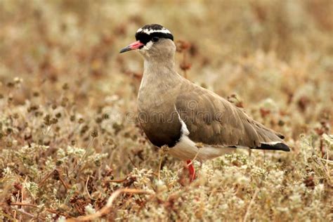 Egyptian Plover At Simenti Stock Photo Image Of Peach 9530820