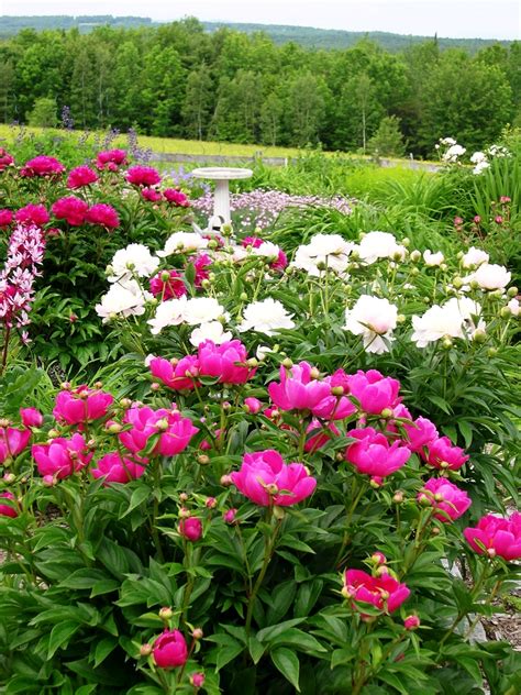 Bulbos De Flores Para El Verano Nuevos Jardines Jardiner A Lugo