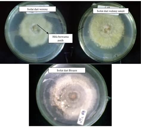 ISOLASI DAN KARAKTERISASI Beauveria Bassiana SEBAGAI FUNGI ANTI HAMA