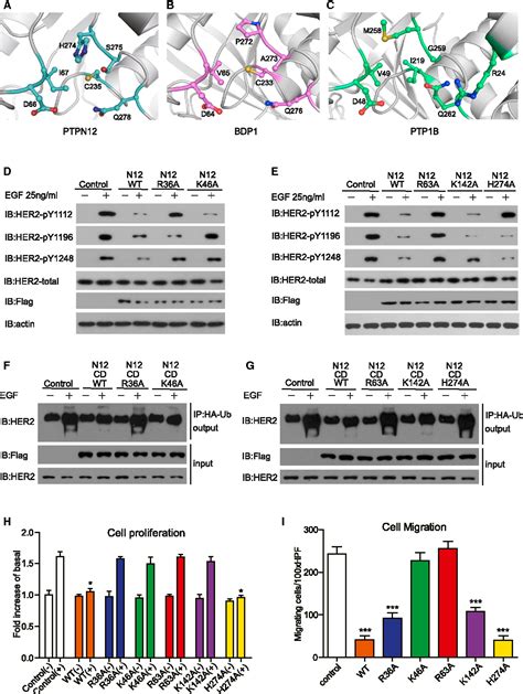 Figure 4 from Crystal Structure and Substrate Specificity of PTPN12. | Semantic Scholar