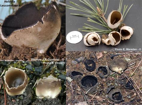 Helvella Leucomelaena Dissingia Leucomelaena B Clesse F Meigniez