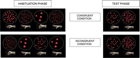 Schema of the habituation and test phases. In the habituation phase ...