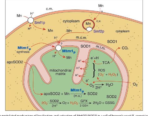 Vacuolar Protein Sorting | Semantic Scholar 