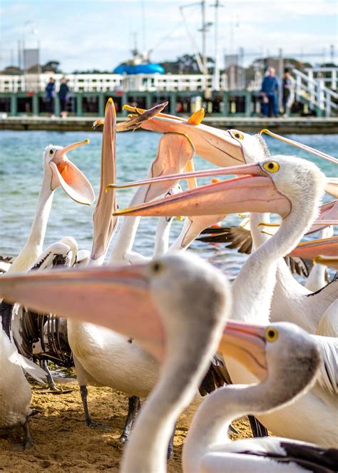 Phillip Island Pelicans Russell Charters Flickr