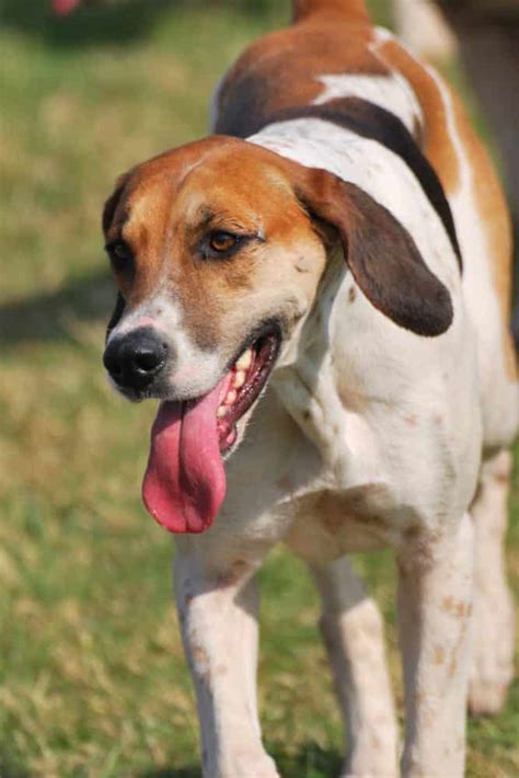 english foxhound temperament traits   interesting breed info