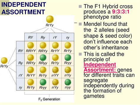 Independent Assortment Definition Biology Example At John Sutton Blog