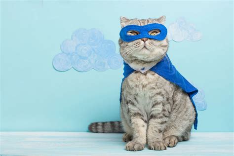 15 Easy & Simple DIY Pet Costumes