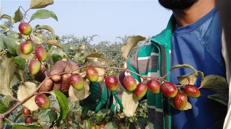 Kashmiri Apple Ber Flowering Time YouTube