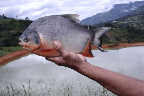 La Cachama El Pescado Llanero Ruta65