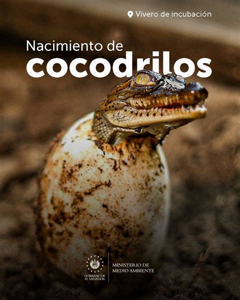 Actualizar Imagen Incubacion Y Ambiente De Un Cocodrilo Abzlocal Mx