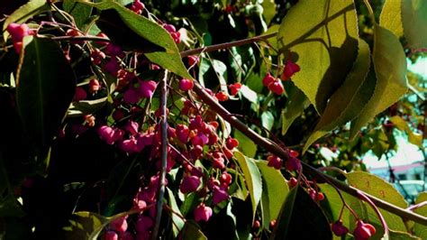 Euonymus Alatus Seed Bell Garden Companywholesale Plant Seedsalive Rootsmedicinal Herbs