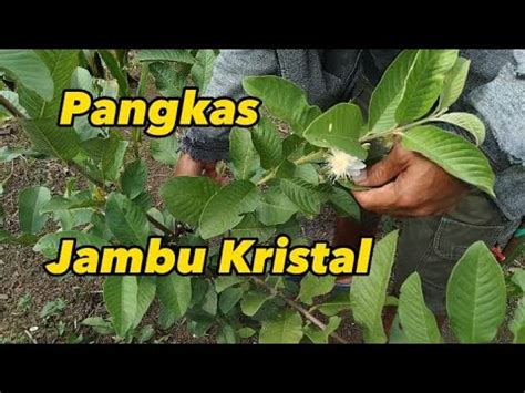 Pemangkasan Jambu Kristal Di Musim Kemarau YouTube