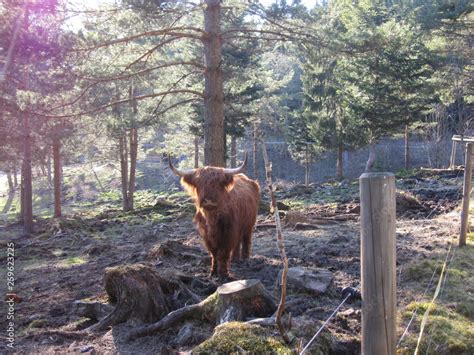 Hairy Scottish Yak standing feeding in a forest Stock Photo | Adobe Stock