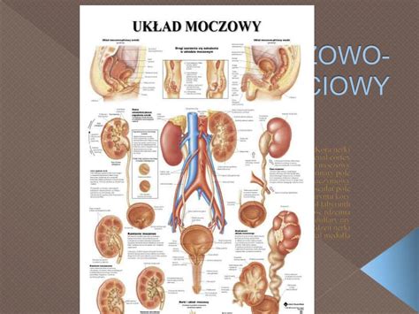 PPT UKŁAD MOCZOWO PŁCIOWY PowerPoint Presentation free download