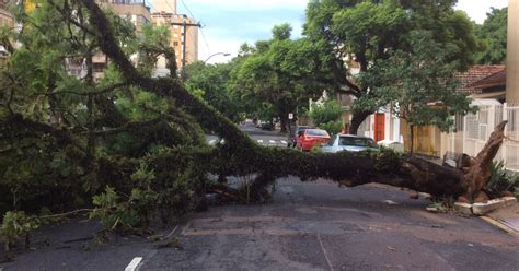 G1 Chuva derruba árvores fios de alta tensão e bloqueia via em Porto