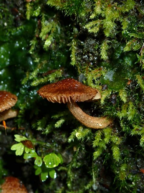 Common Gilled Mushrooms And Allies From Queenstown Lakes District