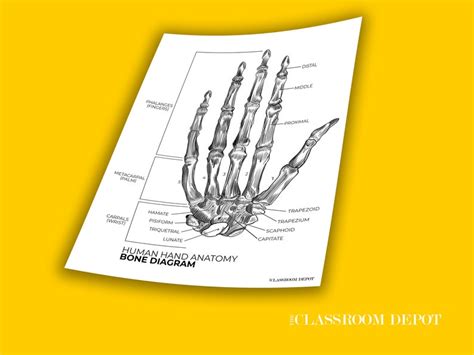 Human Hand Anatomy Bone Diagram Worksheet Set Labeled, Unlabeled ...