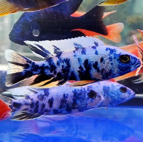 (CHD-010) Blue OB Peacock Cichlid (Aulonocara sp.) over 4.00 inch Male ...