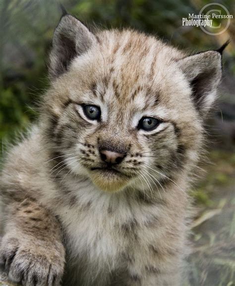 Baby Lynx By Martinepersson On Deviantart Lynx Baby Animals Wild Cats