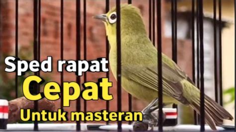 Kecial Kuning Gacor Joss Suara Besar Cepat Rapat Mudah Di Tiru Untuk